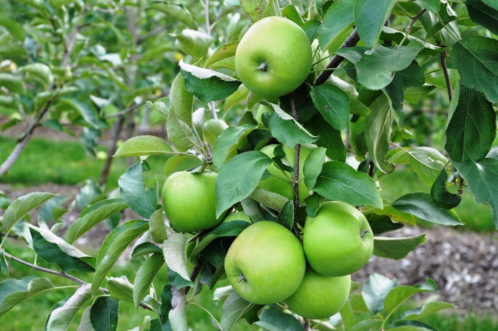 صادرات سیب سمیرم