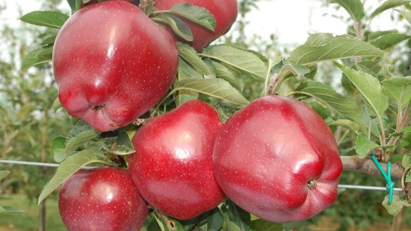 صادرات میوه