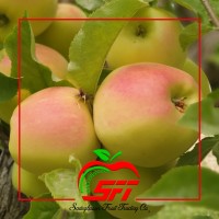 Sadeghpour Fruit Trading Compony